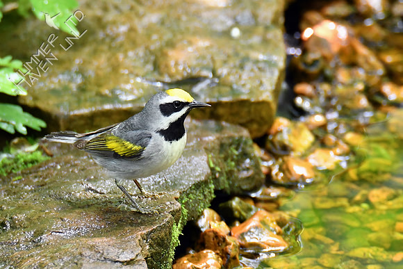 Golden-winged Warbler 5-14-19