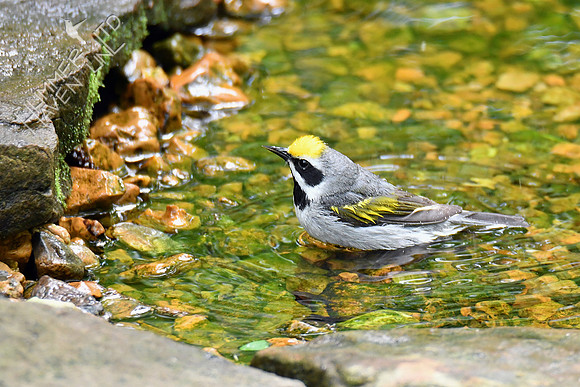 Golden-winged Warbler 5-14-19