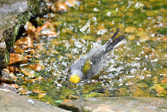 Golden-winged Warbler 5-14-19