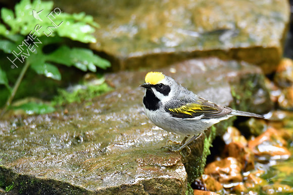 Golden-winged Warbler 5-14-19