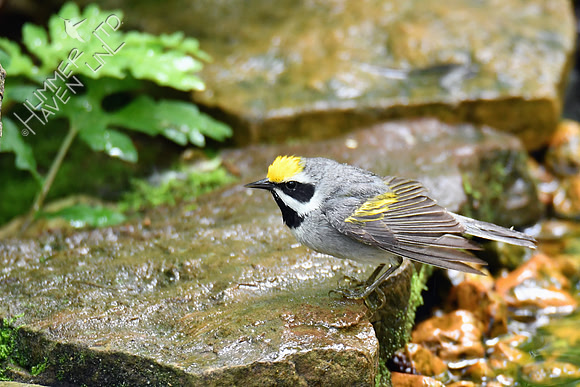 Golden-winged Warbler 5-14-19