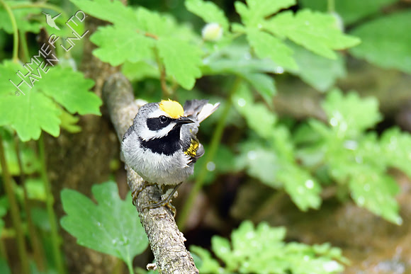 Golden-winged Warbler 5-14-19