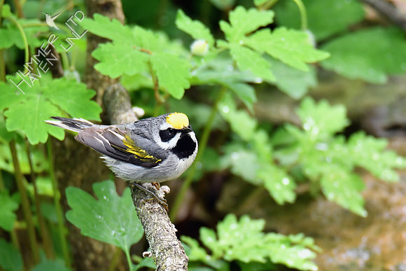 Golden-winged Warbler 5-14-19