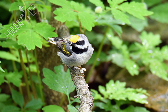 Golden-winged Warbler 5-14-19