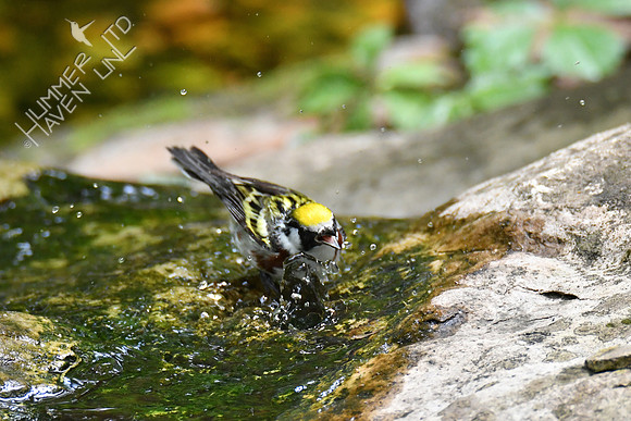 Chestnut-sided Warbler 5-14-19