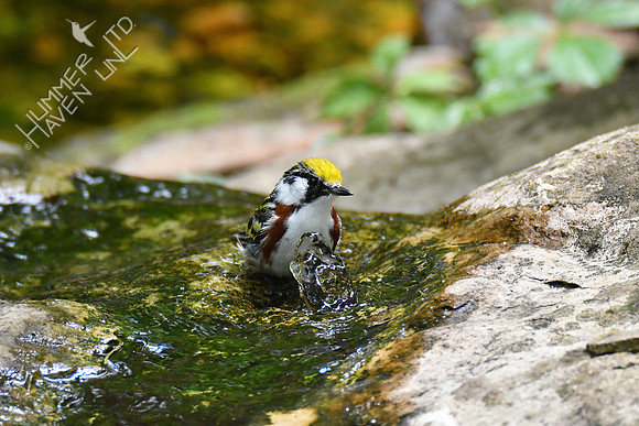 Chestnut-sided Warbler 5-14-19
