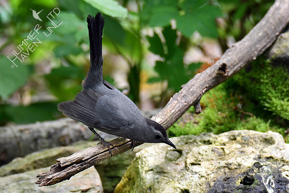 Gray Catbird 5-14-19