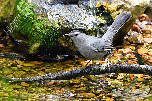 Gray Catbird 5-14-19