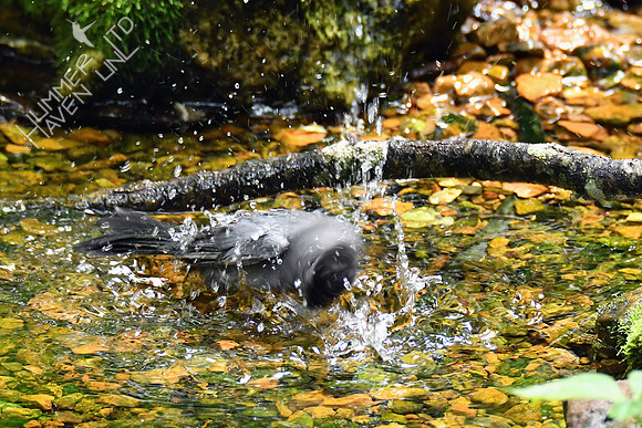 Gray Catbird 5-14-19