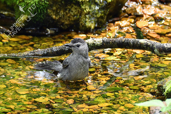 Gray Catbird 5-14-19