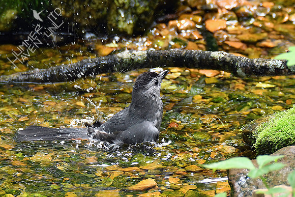 Gray Catbird 5-14-19