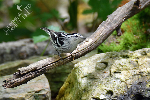 Black-and-white Warbler female 5-14-19