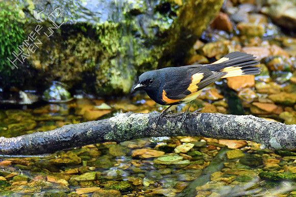 American Redstart 5-14-19