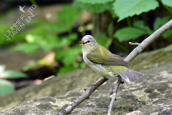 Tennessee Warbler 5-14-19