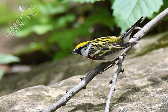 Chestnut-sided Warbler 5-14-19