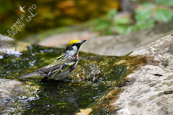 Chestnut-sided Warbler 5-14-19