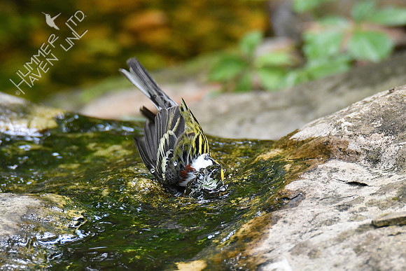 Chestnut-sided Warbler 5-14-19