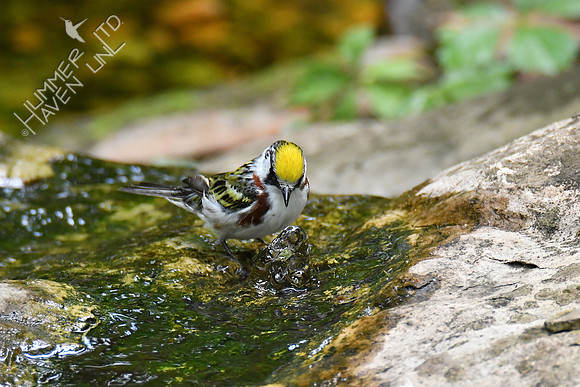 Chestnut-sided Warbler 5-14-19