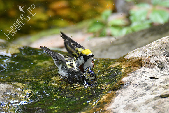 Chestnut-sided Warbler 5-14-19