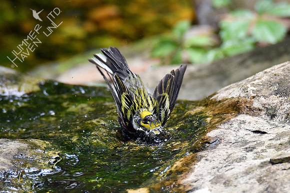 Chestnut-sided Warbler 5-14-19