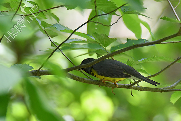 Canada Warbler 5-15-19