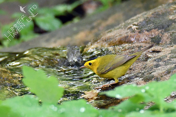 Wilson's Warbler 5-16-19