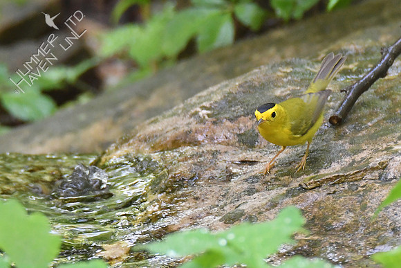Wilson's Warbler 5-16-19
