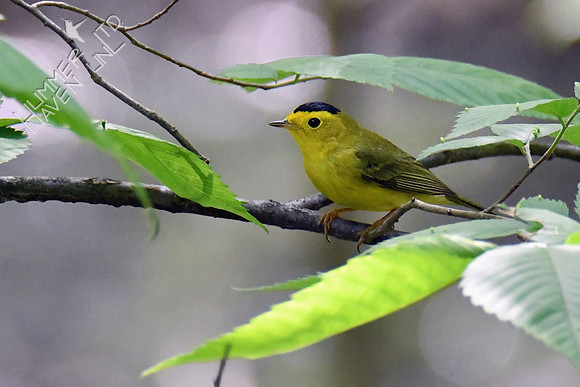 Wilson's Warbler 5-16-19