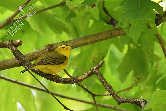 Wilson's Warbler 5-16-19
