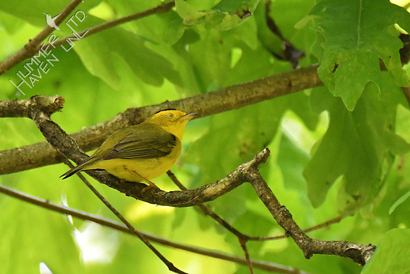 Wilson's Warbler 5-16-19