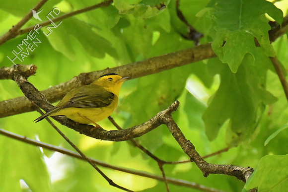 Wilson's Warbler 5-16-19