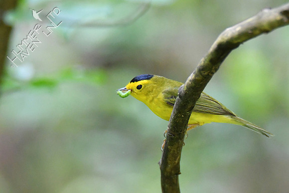 Wilson's Warbler 5-16-19