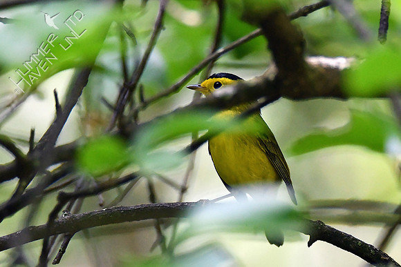 Wilson's Warbler 5-16-19