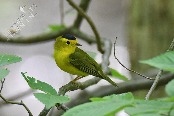 Wilson's Warbler 5-16-19