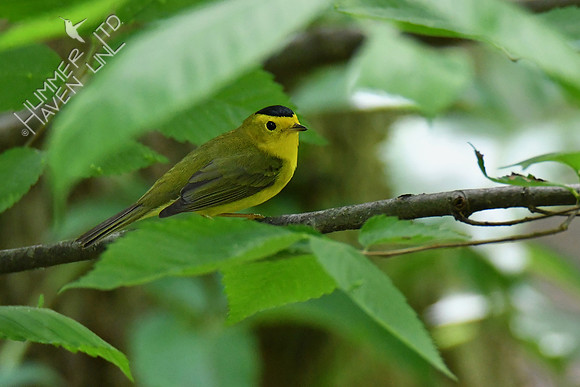 Wilson's Warbler 5-16-19