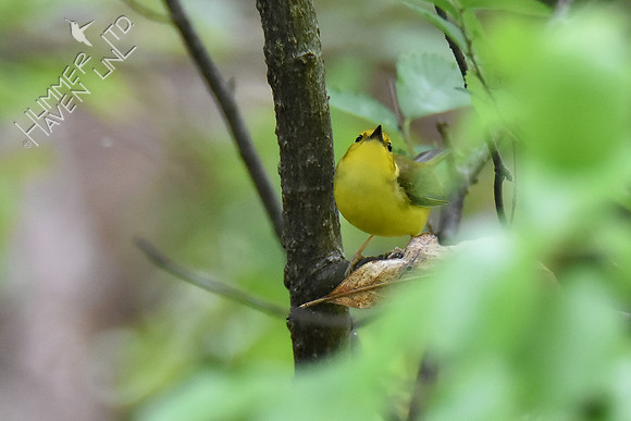 Hooded Warbler female 5-8-19
