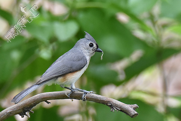 Tufted Titmouse with caterpillar 5-8-19