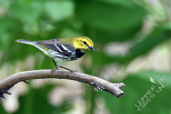 Black-throated Green Warbler 5-8-19