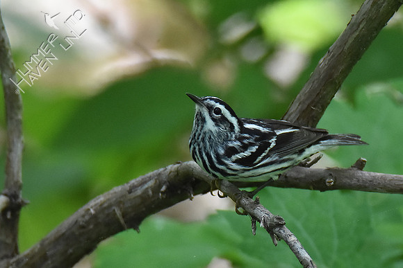 Black-and-white Warbler 5-8-19