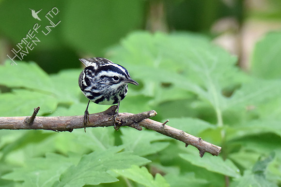 Black-and-white Warbler 5-8-19