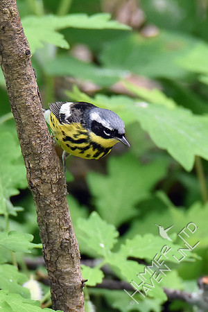 Magnolia Warbler 5-8-19