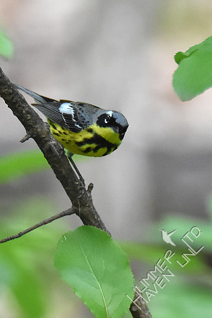 Magnolia Warbler 5-8-19