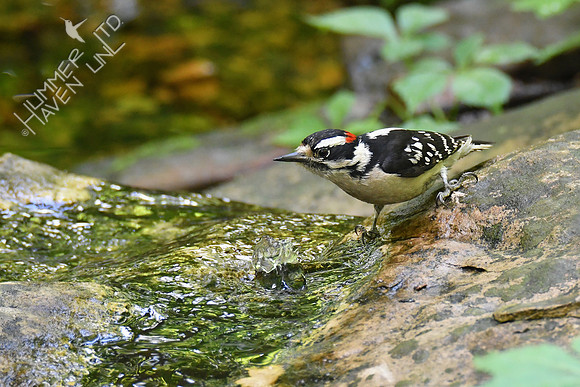 Downy Woodpecker 5-15-19
