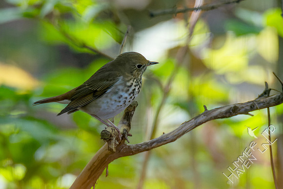 10-13-24 Hermit Thrush