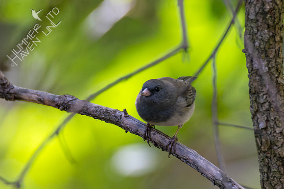 10-14-24 FOF Dark-eyed Junco