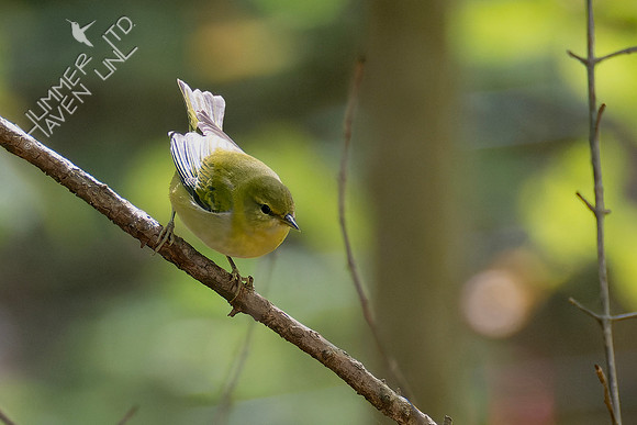 10-4-24 Tennessee Warbler