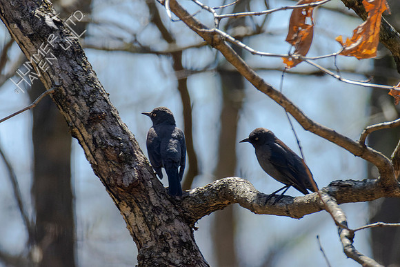 4-14-22 Rusty Blackbirds