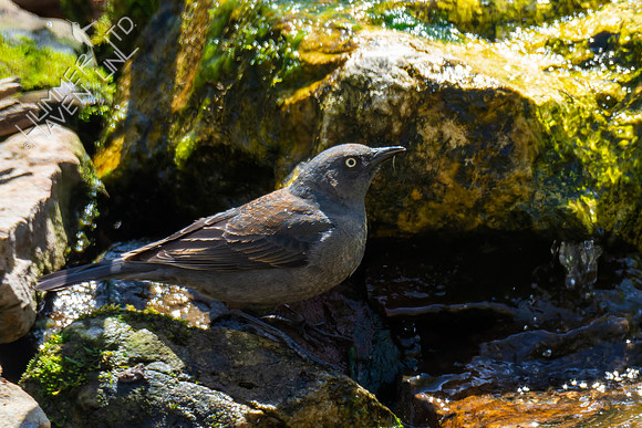 4-14-22 Rusty Blackbird