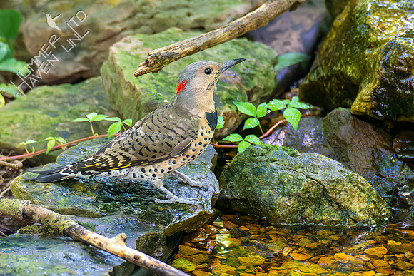 8-24-22 Northern Flicker immature male #2