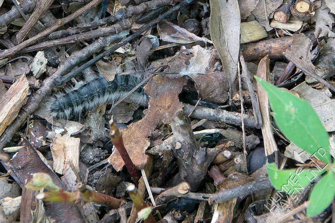 8-8-25 Laugher caterpillar burrows into" soft landings"
